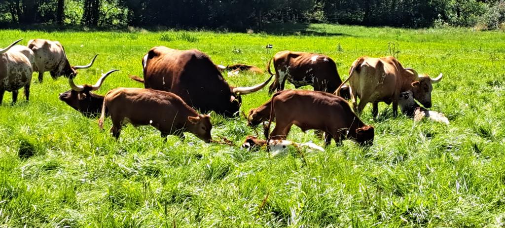 Texas Longhorn auf der Weide